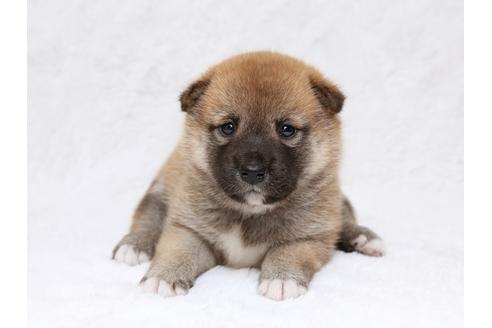 成約済の栃木県の柴犬-33289の3枚目