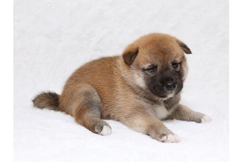 成約済の栃木県の柴犬-33289の1枚目