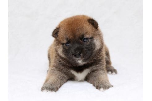 成約済の栃木県の柴犬-33290の1枚目