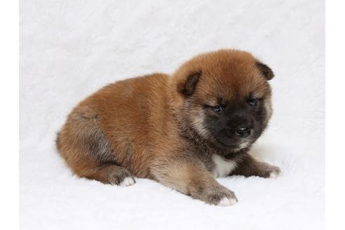 成約済の栃木県の柴犬-33290の2枚目