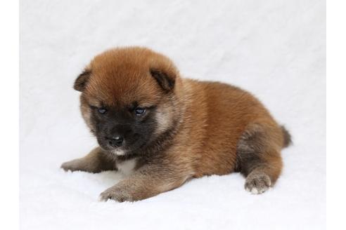 成約済の栃木県の柴犬-33290の3枚目