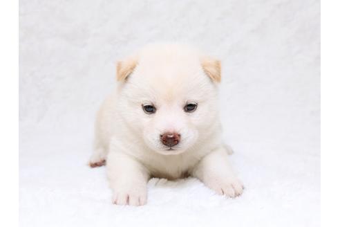 成約済の栃木県の柴犬-33291の2枚目