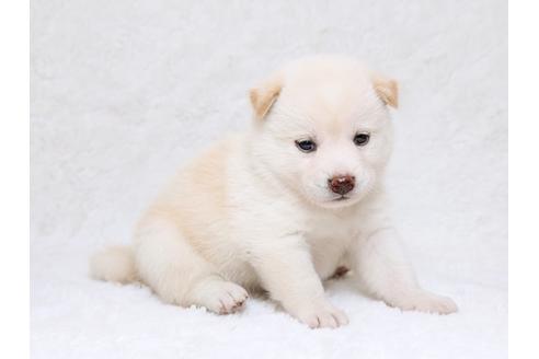 成約済の栃木県の柴犬-33291の1枚目