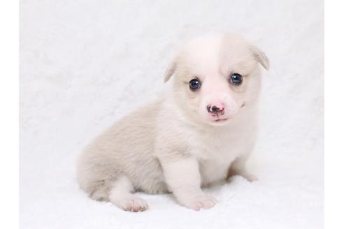 成約済の栃木県のウェルシュコーギーペンブローク-33292の4枚目