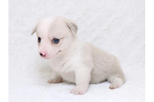 成約済の栃木県のウェルシュコーギーペンブローク-33292の1枚目