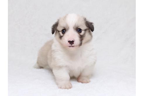 成約済の栃木県のウェルシュコーギーペンブローク-33293の1枚目