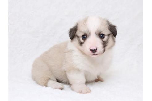 成約済の栃木県のウェルシュコーギーペンブローク-33293の3枚目