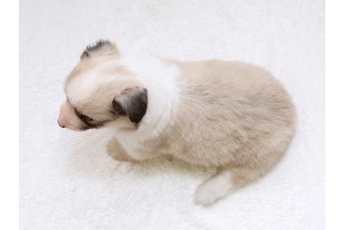 成約済の栃木県のウェルシュコーギーペンブローク-33293の4枚目