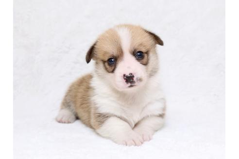 成約済の栃木県のウェルシュコーギーペンブローク-33294の4枚目