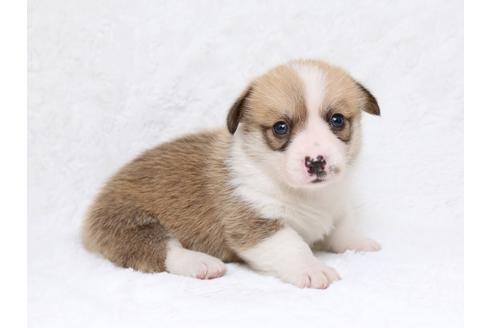 成約済の栃木県のウェルシュコーギーペンブローク-33294の1枚目