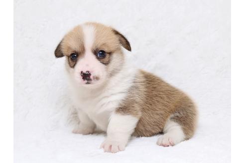 成約済の栃木県のウェルシュコーギーペンブローク-33294の2枚目