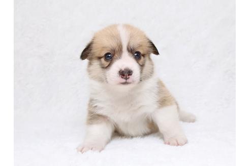 成約済の栃木県のウェルシュコーギーペンブローク-33295の1枚目