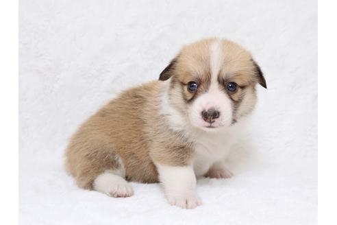 成約済の栃木県のウェルシュコーギーペンブローク-33295の2枚目