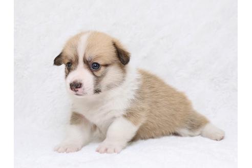 成約済の栃木県のウェルシュコーギーペンブローク-33295の3枚目