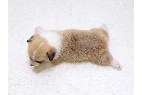 成約済の栃木県のウェルシュコーギーペンブローク-33295の4枚目