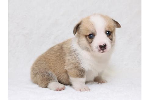 成約済の栃木県のウェルシュコーギーペンブローク-33296の1枚目