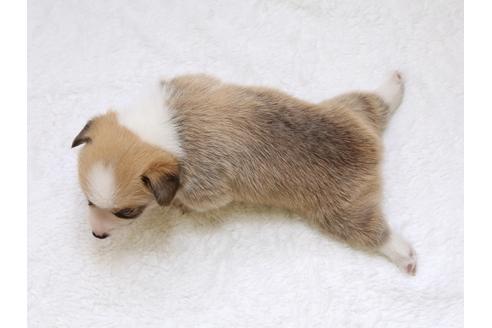 成約済の栃木県のウェルシュコーギーペンブローク-33296の3枚目