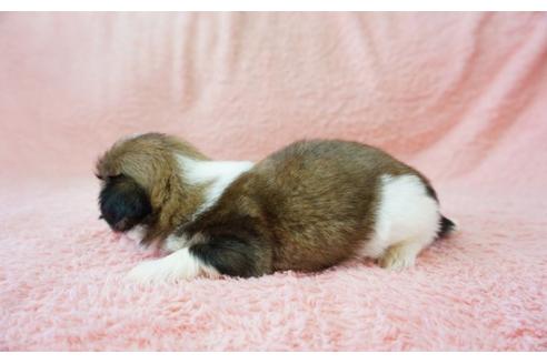成約済の奈良県のシーズー-33303の4枚目