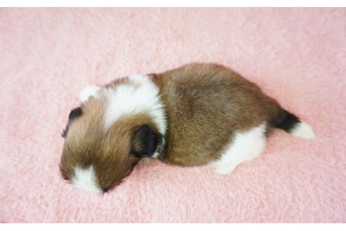 成約済の奈良県のシーズー-33303の5枚目