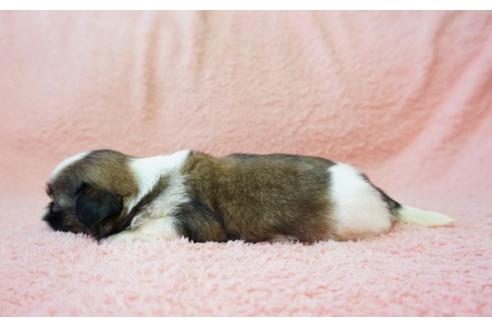成約済の奈良県のシーズー-33306の1枚目