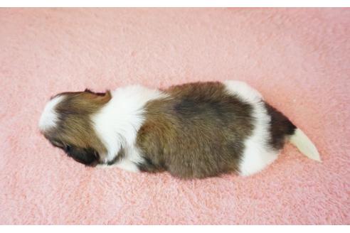 成約済の奈良県のシーズー-33306の3枚目