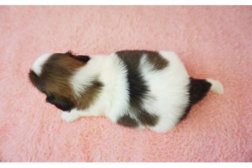 成約済の奈良県のシーズー-33307の5枚目