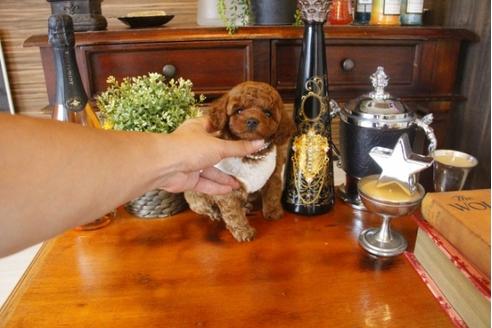 成約済の埼玉県のトイプードル-33357の1枚目