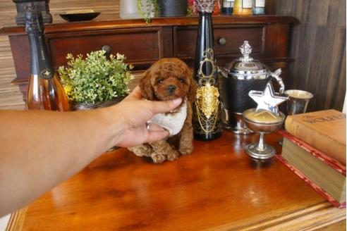 成約済の埼玉県のトイプードル-33357の2枚目