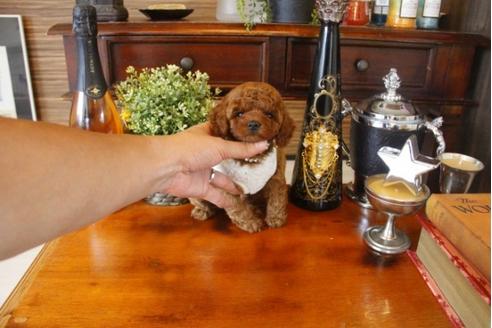 成約済の埼玉県のトイプードル-33357の3枚目