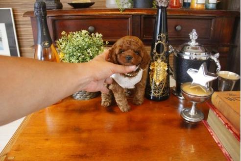 成約済の埼玉県のトイプードル-33357の4枚目