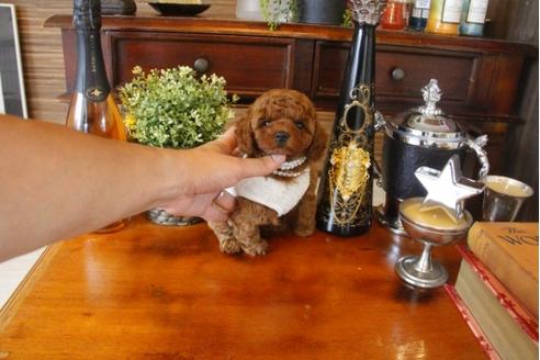 成約済の埼玉県のトイプードル-33357の5枚目