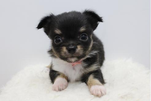 成約済の千葉県のチワワ(ロングコート)-33265の4枚目