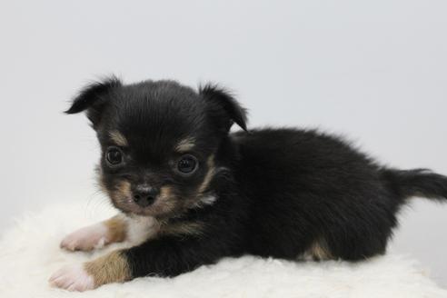 成約済の千葉県のチワワ(ロングコート)-33265の3枚目