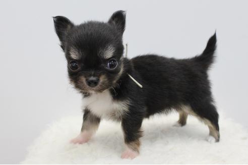 成約済の千葉県のチワワ(ロングコート)-33267の3枚目