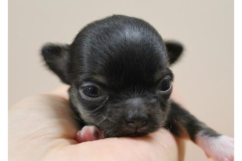 成約済の千葉県のチワワ(ロングコート)-33267の2枚目