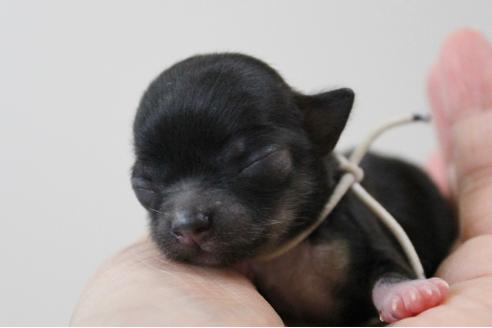 成約済の千葉県のチワワ(ロングコート)-33267の1枚目