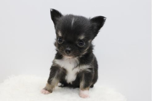 成約済の千葉県のチワワ(ロングコート)-33270の4枚目