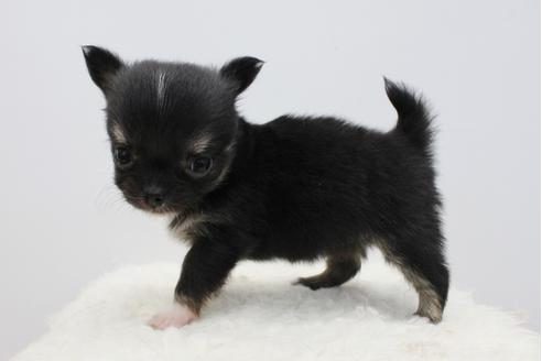 成約済の千葉県のチワワ(ロングコート)-33270の3枚目