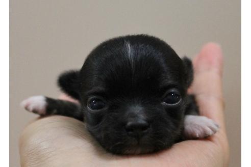 成約済の千葉県のチワワ(ロングコート)-33270の2枚目