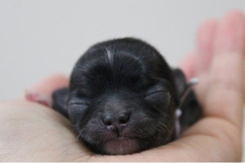 成約済の千葉県のチワワ(ロングコート)-33270の1枚目