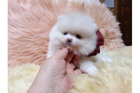 成約済の愛知県のポメラニアン-33395の1枚目