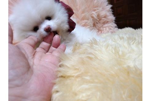 成約済の愛知県のポメラニアン-33395の3枚目