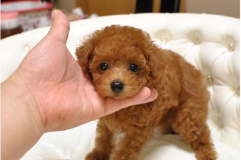 成約済の茨城県のトイプードル-33402の4枚目