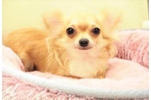 成約済の大阪府のチワワ(ロングコート)-33405の5枚目