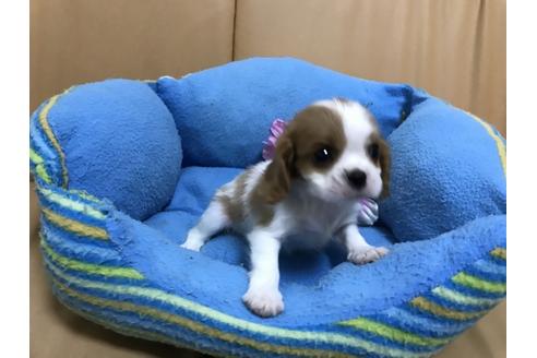 成約済の栃木県のキャバリアキングチャールズスパニエル-33434の1枚目