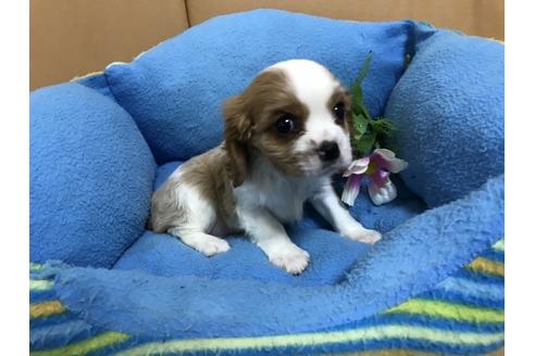 成約済の栃木県のキャバリアキングチャールズスパニエル-33435の2枚目