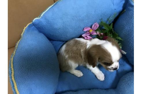 成約済の栃木県のキャバリアキングチャールズスパニエル-33435の1枚目