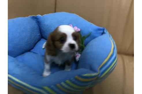 成約済の栃木県のキャバリアキングチャールズスパニエル-33436の2枚目