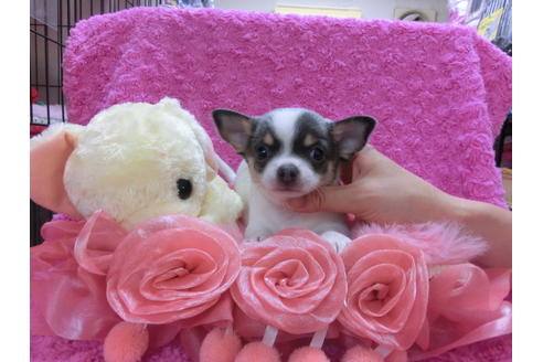 成約済の京都府のチワワ(スムースコート)-33442の3枚目