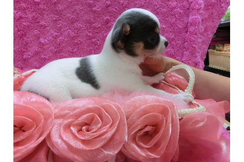 成約済の京都府のチワワ(スムースコート)-33442の2枚目